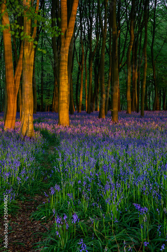 Into the Woods