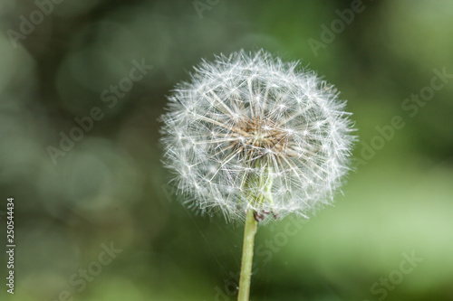 dandelion flower in garden