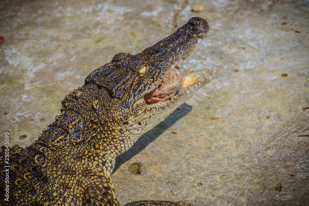 Obraz premium Scary crocodile is eating fresh meat in the farm. Crocodile farming for breeding and raising of crocodilians in order to produce crocodile and alligator meat, leather, and other goods.