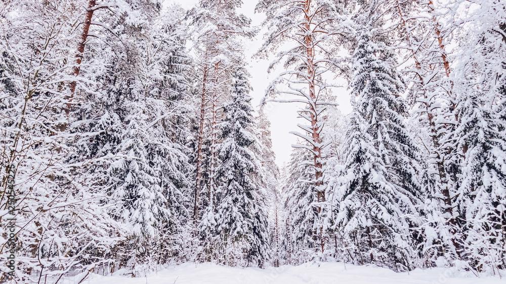 Winter in Russia: covered snow winter forest Winter in Russia: covered snow winter forest
