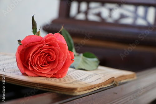 Coral Rose