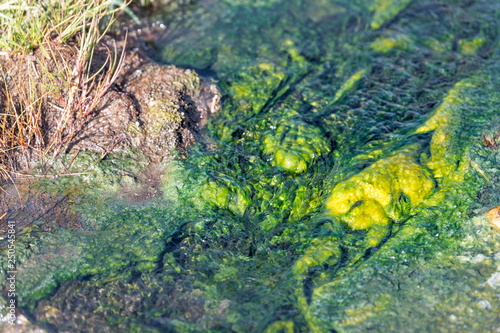 Hveragerdi Hot Springs river in Reykjadalur during autumn in south Iceland on golden circle abstract closeup of green yellow bacteria color plants in water