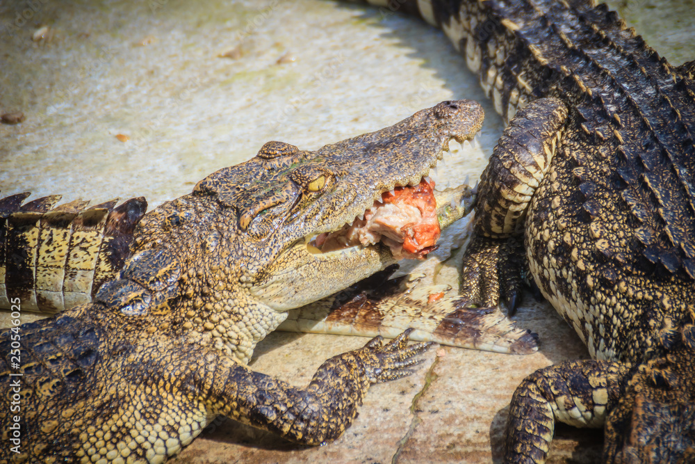 Fototapeta premium Scary crocodile is eating fresh meat in the farm. Crocodile farming for breeding and raising of crocodilians in order to produce crocodile and alligator meat, leather, and other goods.