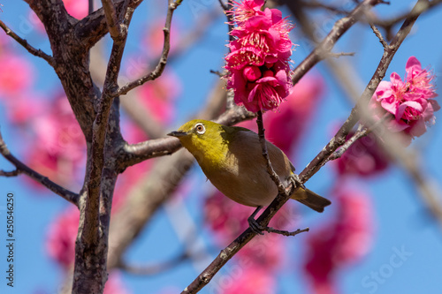 Red plum flower and Japanese White-eye, Aobanomori park in Chiba city, Chiba prefecture, Japan photo