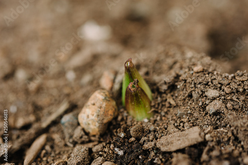 Close up of lily flower leaves emerging from the soil in spring