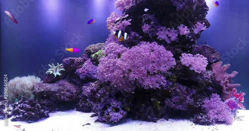  Screensaver of a large reef aquarium with corals, fish, shrimps and other sea creatures