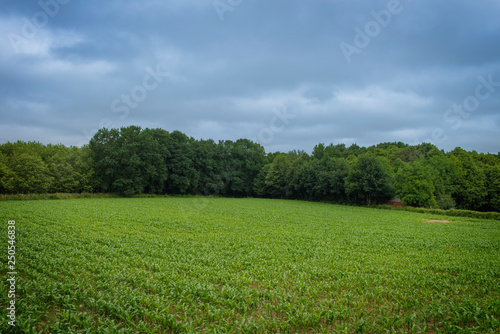 growth of a cornfield