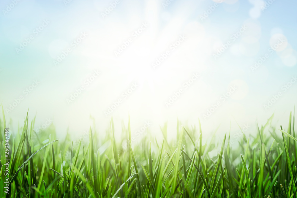 Background with green grass and sunny blue sky