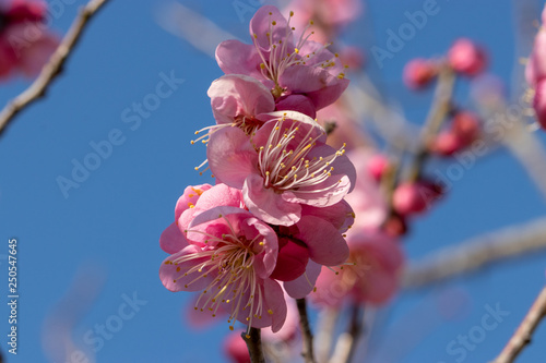 Red-bloomed plum garden at AobanoMori Park, Chiba prefecture, Chiba city, Japan photo