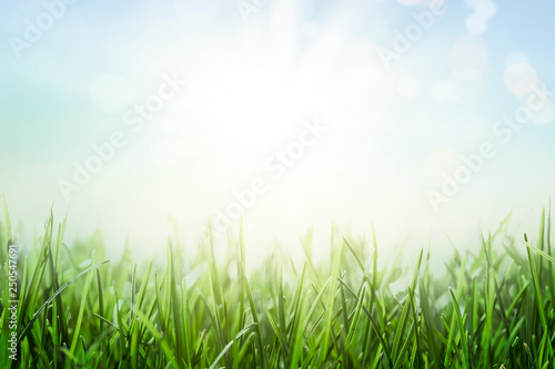 Background with green grass and sunny blue sky