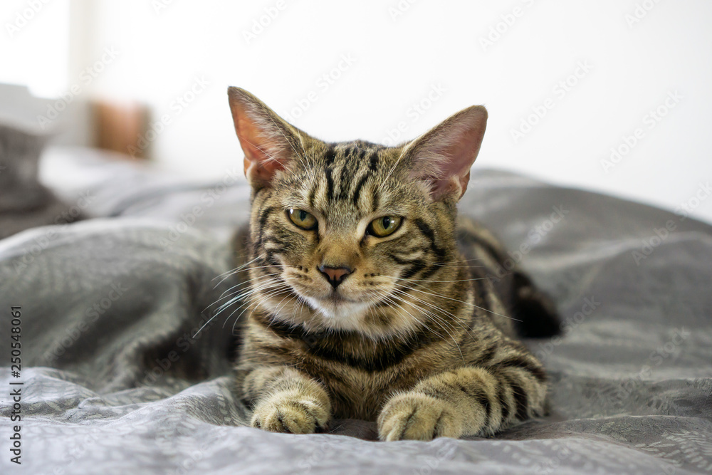 Close up of american shorthair cat