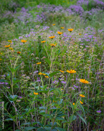 field of wild flowers