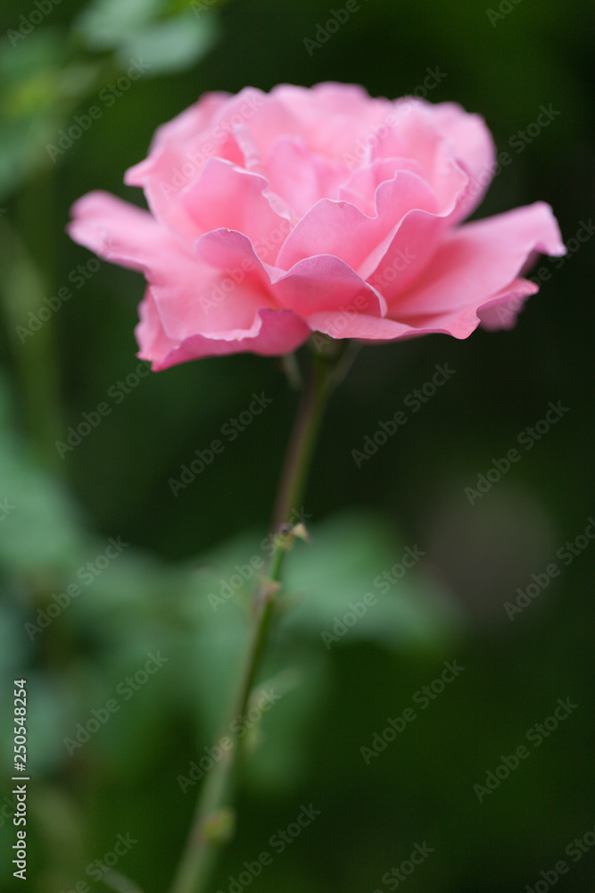 pink flower