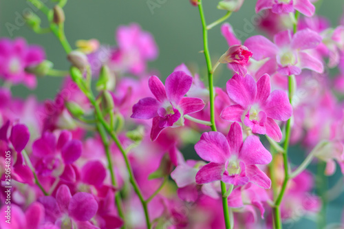 Beautiful purple dendrobium orchid flowers on the dark background  selective focus.