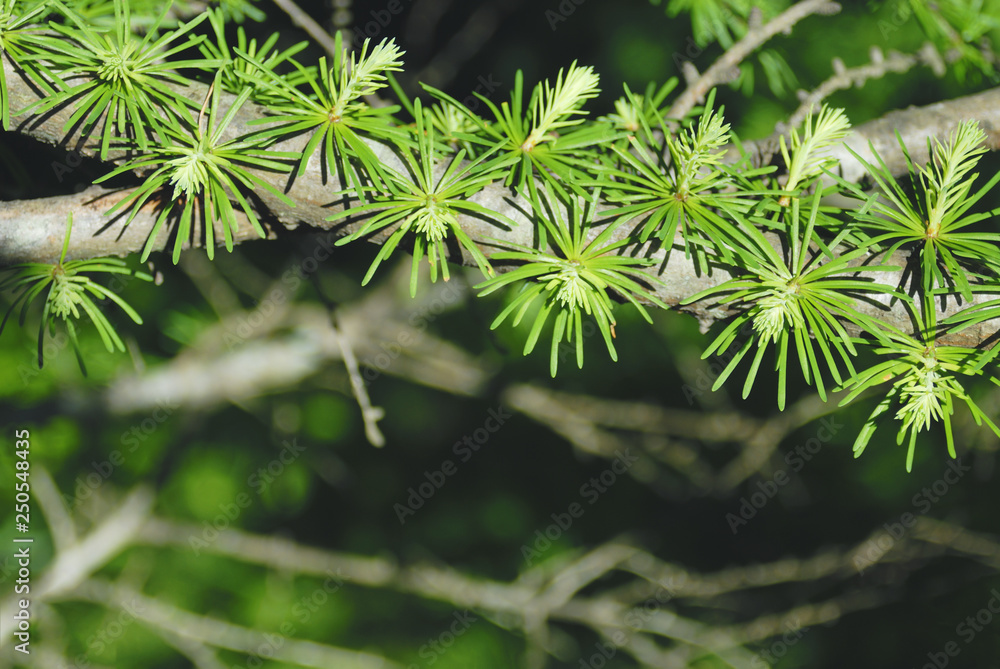 木 枝 葉 素材 木 枝 葉 素材
