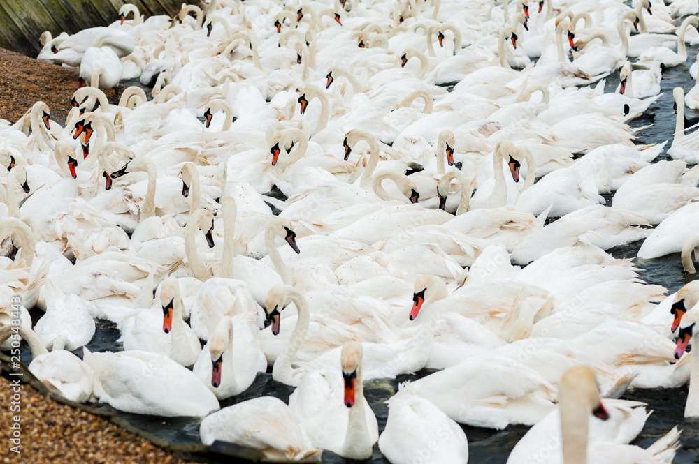 Obraz premium A group of swans at feeding time, Abbotsbury Swannery, Dorset, UK