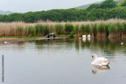 Swans and waterfowl at Abbotsbury Swannery, Dorset, UK