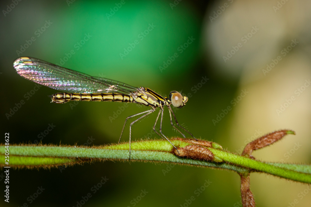 Image of Libellago lineata lineata dragonfly (Rhinocypha fenestrella) on a green branch. Family Chlorocyphidae. Insect. Animal, Image of Libellago lineata lineata dragonfly (Rhinocypha fenestrella) on a green branch. Family Chlorocyphidae. Insect. Animal,
