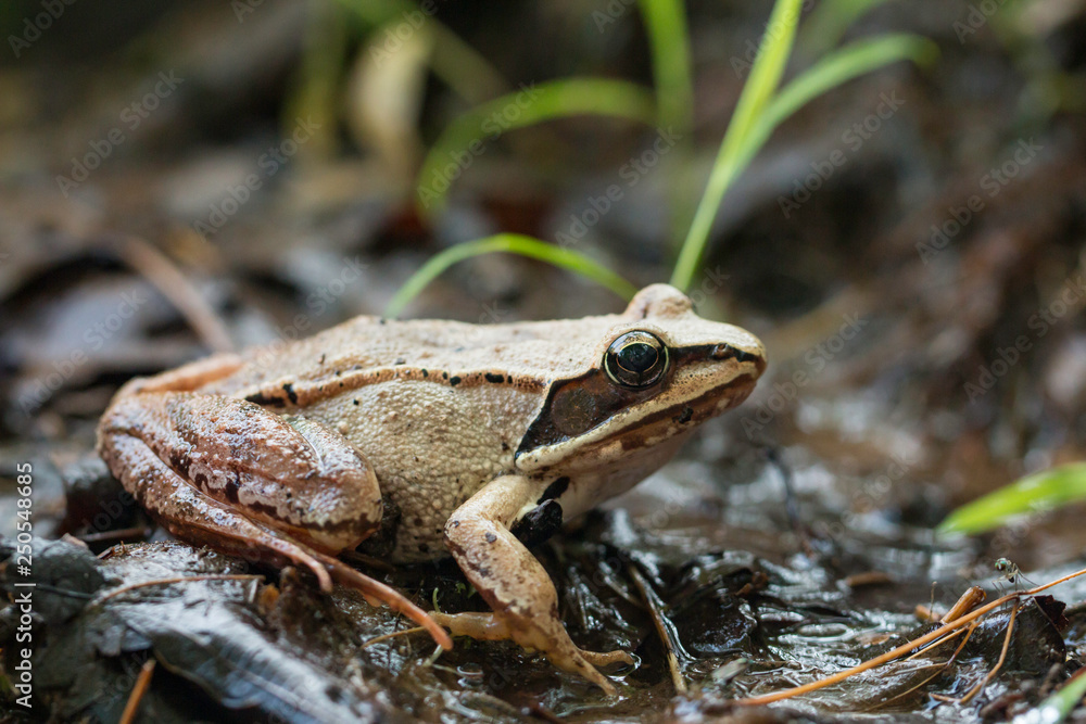 Wood frog - Rana sylvatica Wood frog - Rana sylvatica