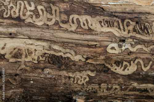 Damage from emerald ash borer larvae (Agrilus planipennis)
