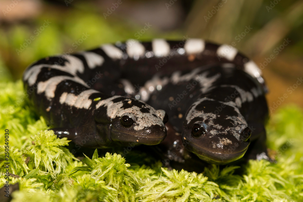 Obraz premium Marbled salamander - Ambystoma opacum