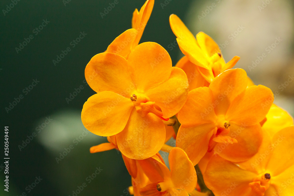 Vanda hybrid orchid in orange, at the botanical garden, Canada. Vanda hybrid orchid in orange, at the botanical garden, Canada.
