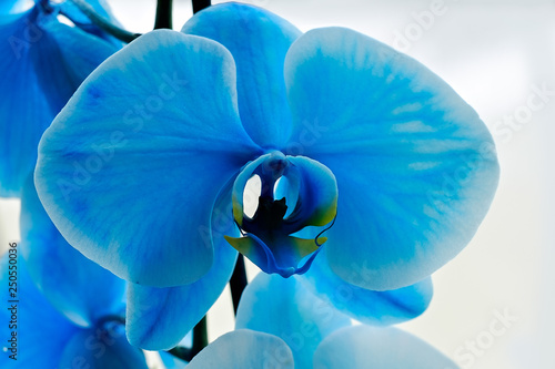 Vibrant blue orchid