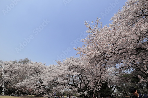 桜の風景