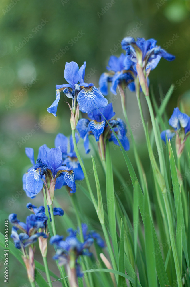 Several young blue flowers of iris close-up framed by delicate green leaves.