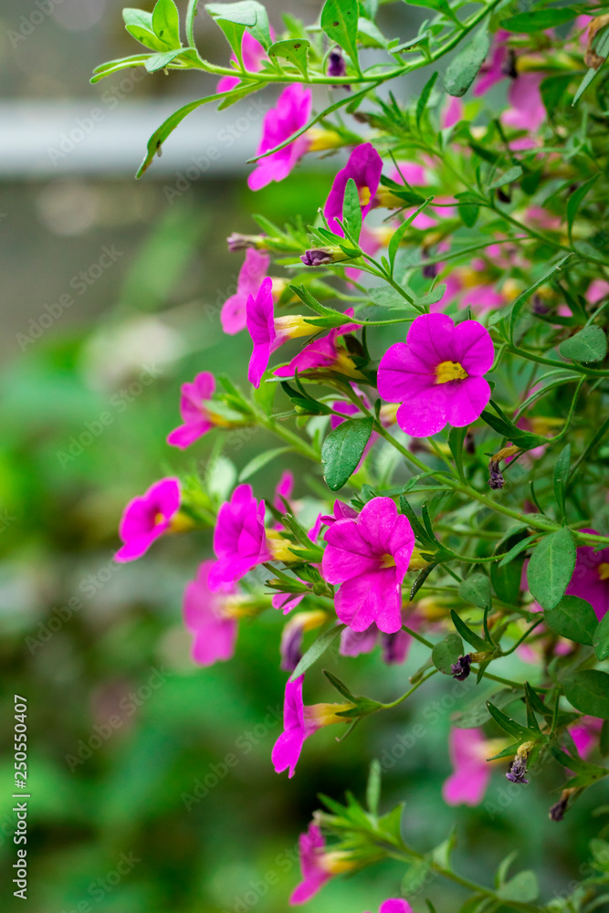 Image of Pink Spreading Petunia(Petunia x hybrida) in the garden. Flowers.