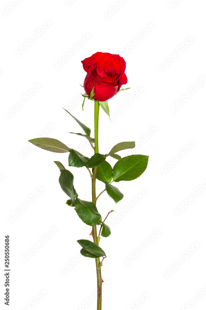 Obraz premium Red Roses on white background. images all taken on a white back drop/