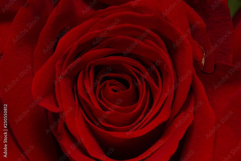 Red Roses on white background. images all taken on a white back drop/ Red Roses on white background. images all taken on a white back drop/
