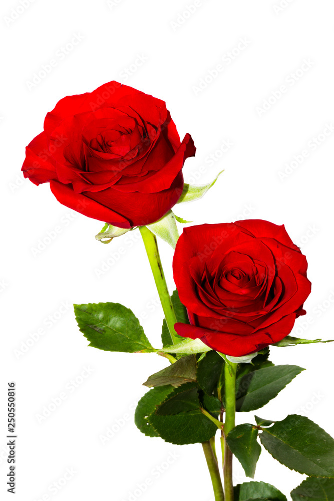 Fototapeta premium Red Roses on white background. images all taken on a white back drop/