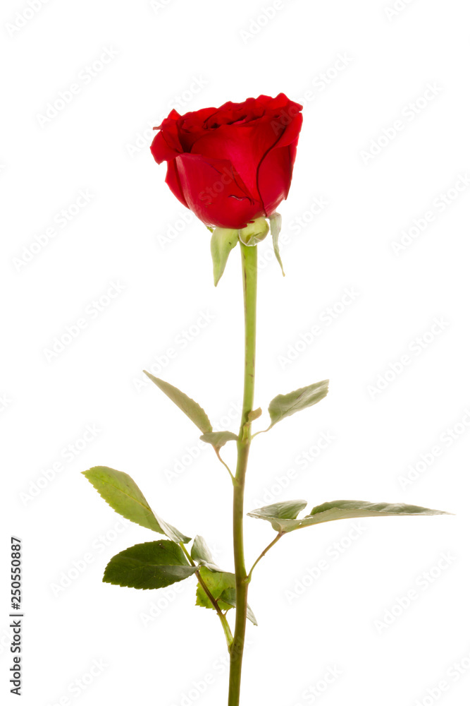 Red Roses on white background. images all taken on a white back drop/ Red Roses on white background. images all taken on a white back drop/