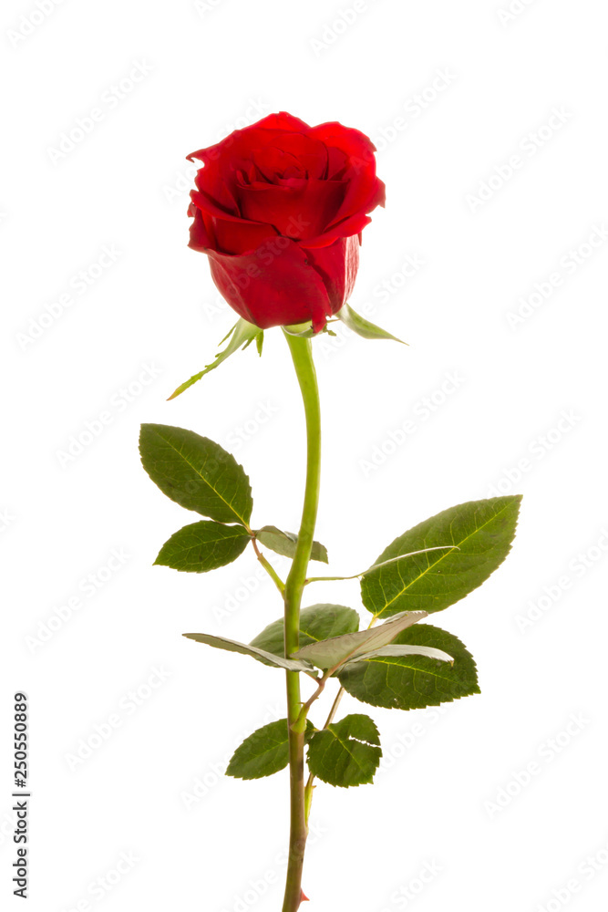Red Roses on white background. images all taken on a white back drop/ Red Roses on white background. images all taken on a white back drop/