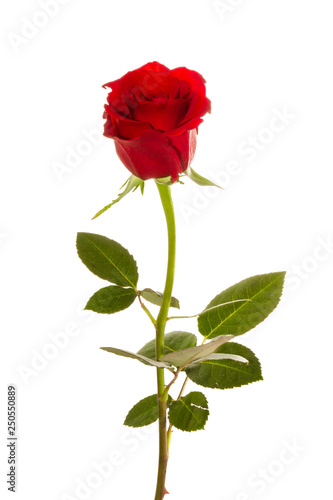 Red Roses on white background. images all taken on a white back drop/