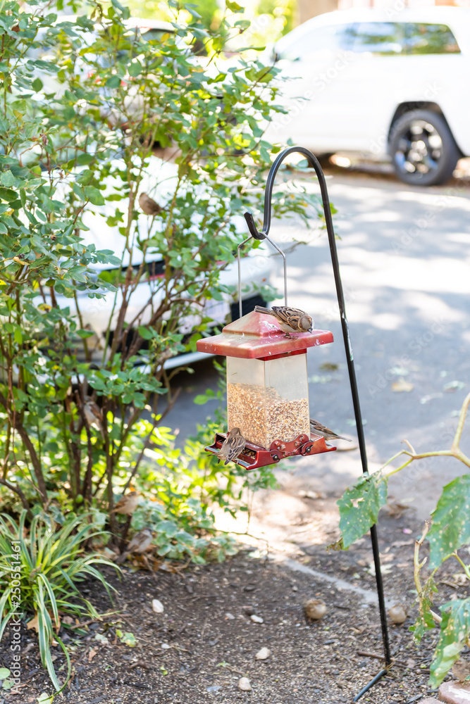 House sparrow birds perched on plastic feeder on pole sitting eating feed millet seeds outside in hanging garden vertical view of Washington DC urban street House sparrow birds perched on plastic feeder on pole sitting eating feed millet seeds outside in hanging garden vertical view of Washington DC urban street
