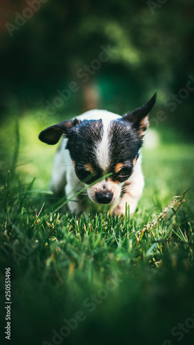 Cute little chihuahua Dog playing and crawl on a lawn full of green fresh spring grass. Selective focus bokeh background. Vertical composition for flyers or phone screens