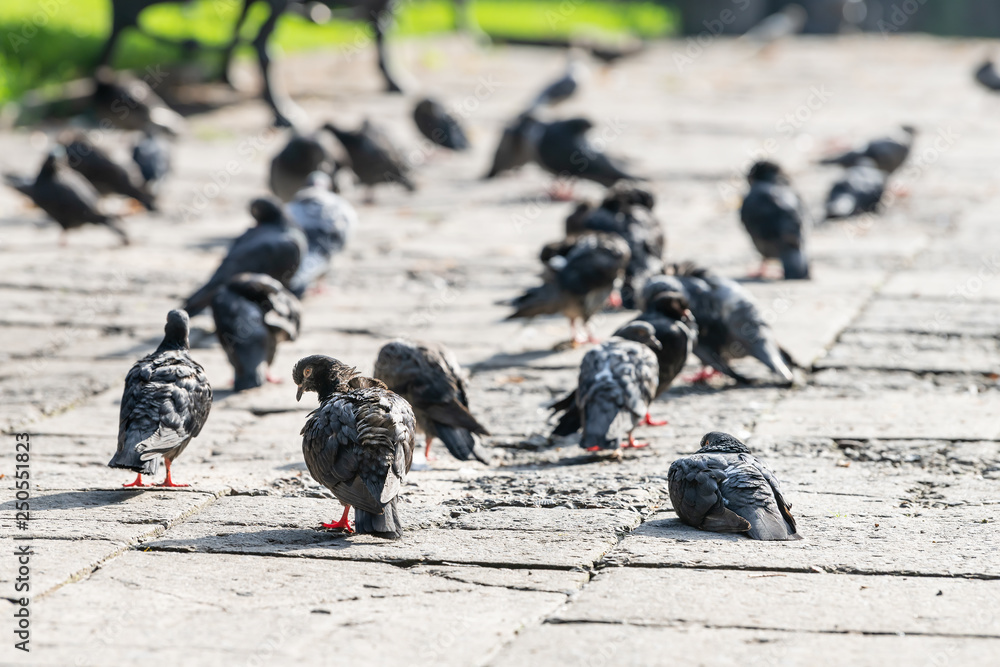 Obraz premium Lviv, Ukraine of historic Ukrainian city in old town street park with cobblestone sidewalk and many pigeon birds in morning by Muzeina, Museum Square