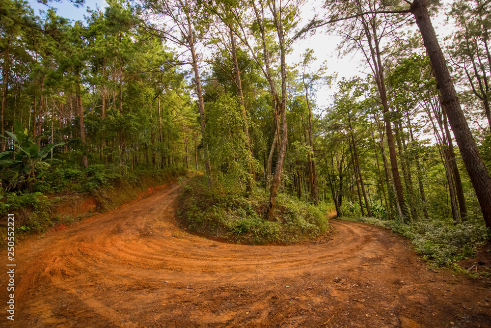 Obraz premium Rain Forest With A Dirt Road