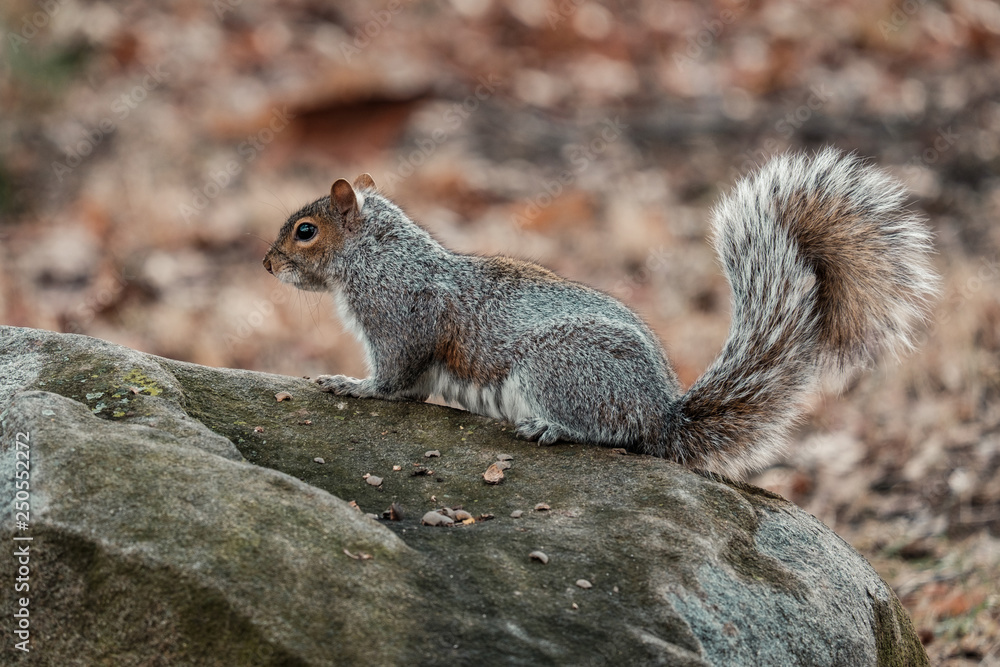 Gray squirrel sitting on a rock Gray squirrel sitting on a rock