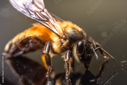 Macro bee black background