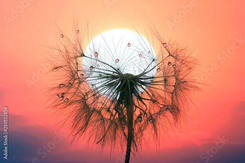 dandelion with drops of water against the sky and the setting sun