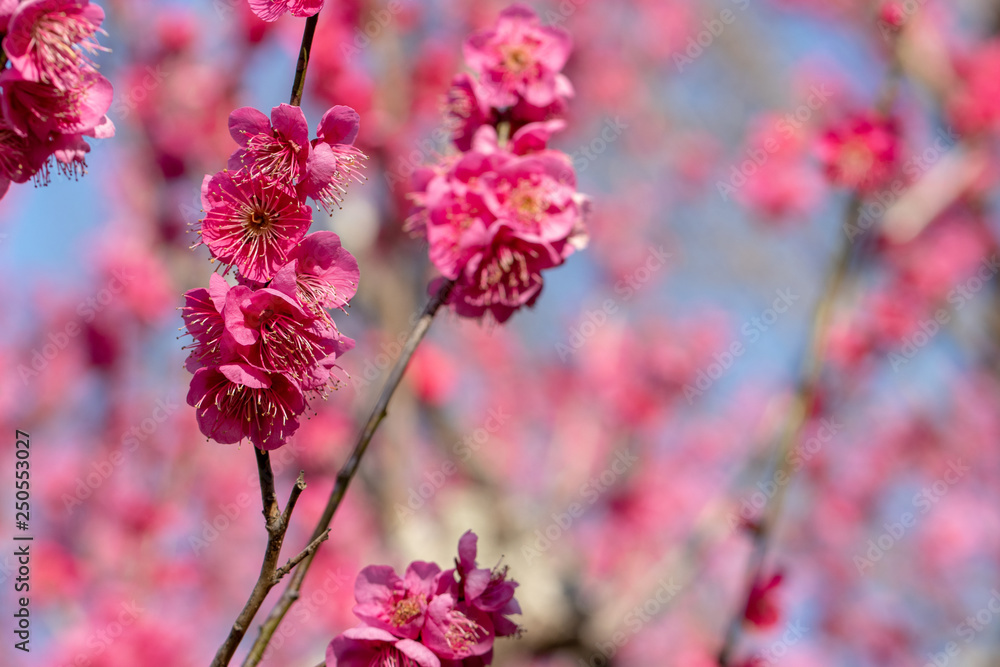 Red-bloomed plum garden at AobanoMori Park, Chiba prefecture, Chiba city, Japan Red-bloomed plum garden at AobanoMori Park, Chiba prefecture, Chiba city, Japan