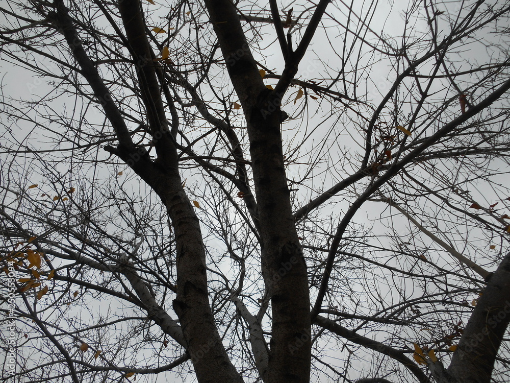 Old Tree Old Tree