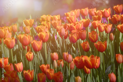 Multicolored tulips  in the flower garden ASEAN Flower Festival 2018 Of Chiang Rai Province  Thailand.