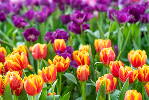 Red and purple tulips