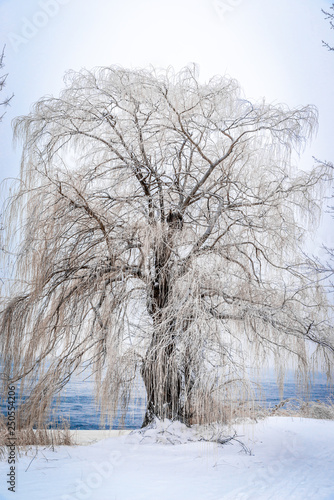 frozen tree 