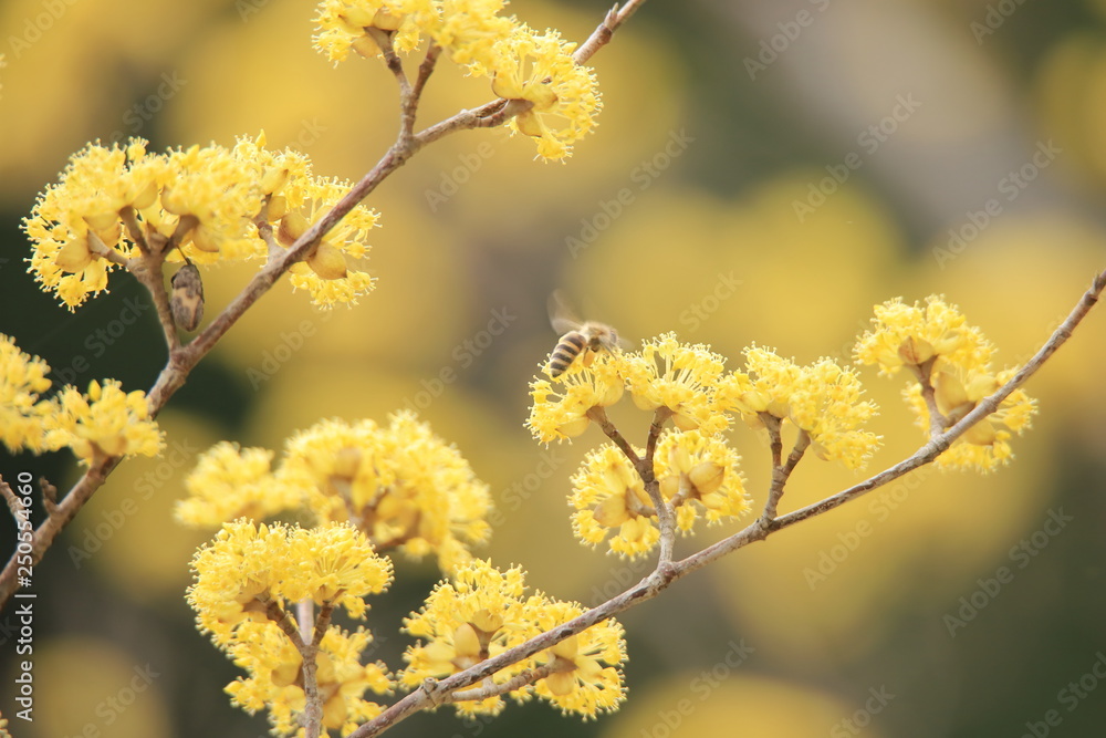 サンシュユの花 サンシュユの花