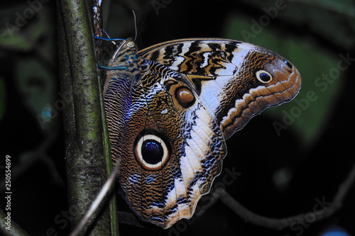 Owl butterfly